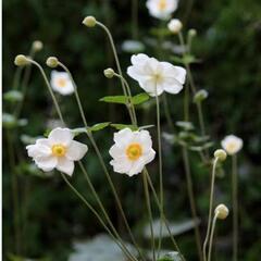白 秋明菊の苗🌱
