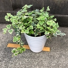 【お話中です】植物　ヘデラ　鉢入り