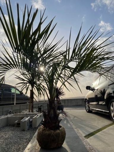 耐寒性ココスヤシ　シルバーリーフ　大人気