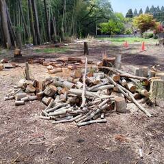【薪割り済】自然木・伐木★薪★約軽トラック一台🍀　グランピング、キャンプファイヤー、薪ストーブにいかがでしょうか？　の画像