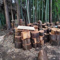 【薪割り済】自然木・伐木★薪★約軽トラック一台🍀　グランピング、キャンプファイヤー、薪ストーブにいかがでしょうか？　の画像