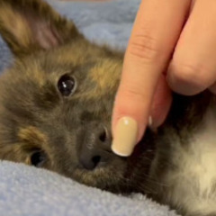 【県外可】2ヶ月半雑種わんこ♂@神奈川県