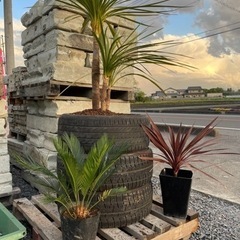 廃タイヤあげます　写真のように活用してみてはいかがでしょうか？