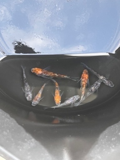 メダカ 三色ラメ幹之 8匹
