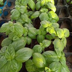 野菜苗スイートバジル