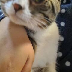 保護した猫です。里親の募集です。
