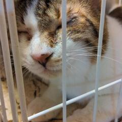 保護した猫で里親募集です。お願いします。