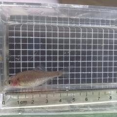 シロヒレタビラ　透明ゴースト6匹無選別の画像