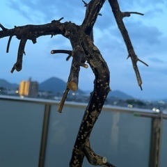 植物　しだれ梅