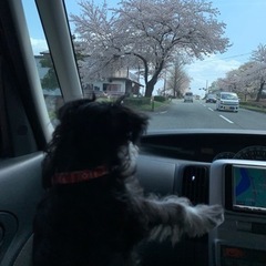 犬友募集　