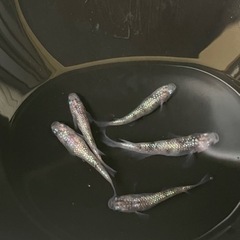 取引中です　メダカ　白斑サファイア5匹セット(オス2匹、メス3匹)