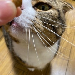 【トライアル決定】スコティッシュフォールド　男の子　垂れ耳