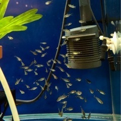 🐟🐟🐟🐟🐟5匹セット ハステータス 