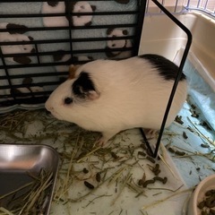 イングリッシュモルモットの里親を募集しています。