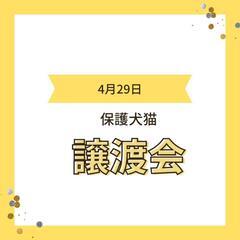 保護犬猫を家族として迎えませんか？