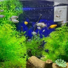 熱帯魚　グッピー　ミッキーマウスプラティー　ミナミヌマエビの画像
