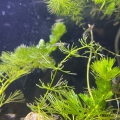 熱帯魚　グッピー　ミッキーマウスプラティー　ミナミヌマエビの画像