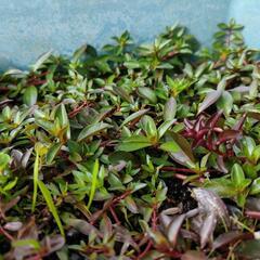【水槽関連】水草　有茎草　パート16の画像