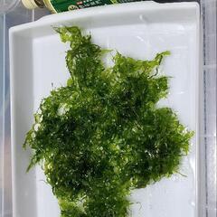 ゼニゴケ