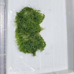 リシア