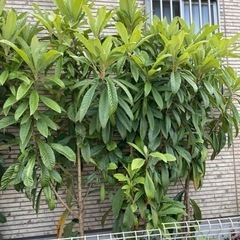 5年目の枇杷（びわ）の画像