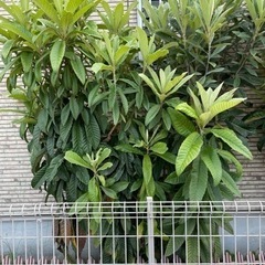 5年目の枇杷（びわ）の画像