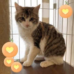 ふわふわ長毛風三毛美人のももちゃん♀4ヶ月