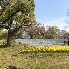 【独身限定・30代中心】ハイキングコン in 万博記念公園