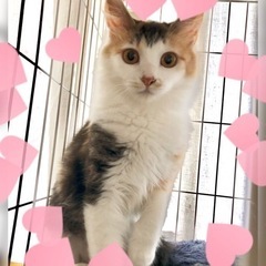 可愛さ満点な三毛猫チェリーちゃん♀4ヶ月