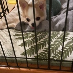 チワワとポメラニアンミックスで、小柄で可愛い雄です