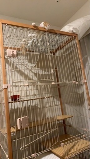 猫のゲージ