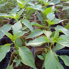 野菜苗トウガラシ(大辛)の画像