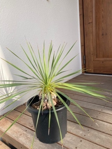 値下げ！人気のユッカ　ロストラータ　ドライガーデンに⭐︎