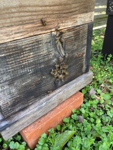 ニホンミツバチ  (巣箱含む)