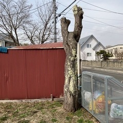 桜の木をお譲りします。薪や桜チップ（燻製利用）などに。