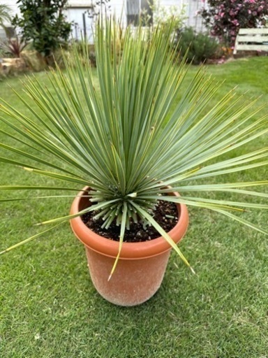 ユッカロストラータ　幹太株　幹立　9号鉢