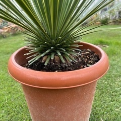 ユッカロストラータ 幹太株 幹立 9号鉢