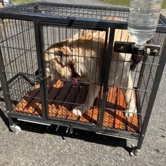 犬小屋