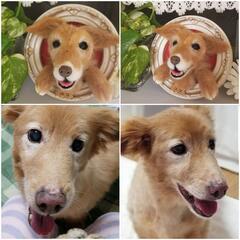 羊毛フェルトでペットちゃんを永遠に