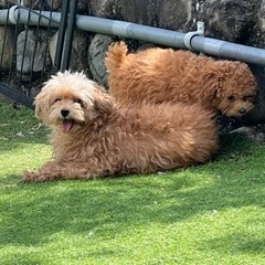 トイプードル4歳交配引退犬