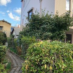 フォーチュン剪定班（剪定作業全般）よりの画像