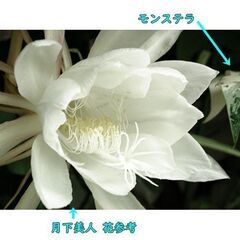 ■モンステラと月下美人挿し穂セット（3の2）