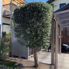 フォーチュン剪定班（剪定作業全般）よりの画像