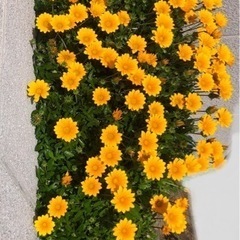 増えるガザニア♪大量株分け･:*+.の画像