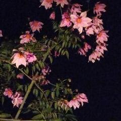 皇帝ダリア  ピンク色一重咲き芽出し苗木    色変わりヒマワリ苗２ポットオマケの画像