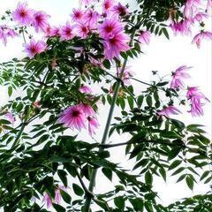 皇帝ダリア  ピンク色一重咲き芽出し苗木    色変わりヒマワリ...