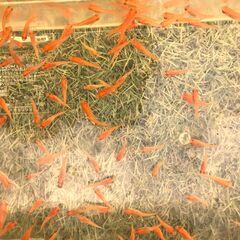 【３０匹で１０００円】メダカ【楊貴妃】2023-30 好評《受渡完了》の画像