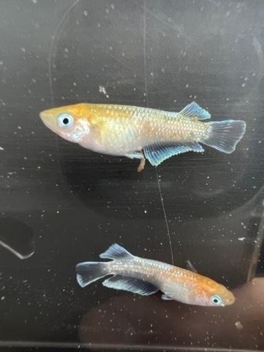 レッドクリフ紅白　トリオ