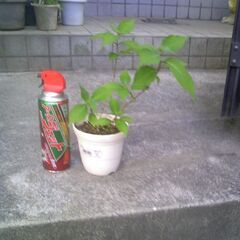 植物　山あじさい　藍姫　（旧、七変化）花芽２個　（５月１３日には...