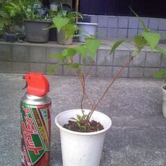 植物　山アジサイ　藍姫　（旧、七変化）花芽４個　（あいひめその２）